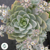 Sedum suaveolens / 40 seeds (Sweet Smelling Sedum)